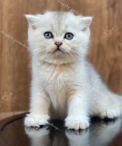 Mèo Scottish tai cụp màu silver 2 tháng tuổi