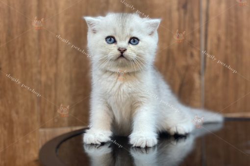 Mèo Scottish tai cụp màu silver 2 tháng tuổi