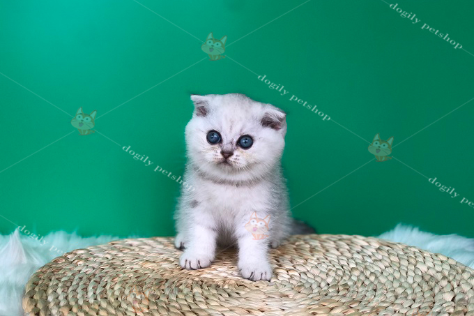 Mèo silver tai cụp 2 tháng tuổi