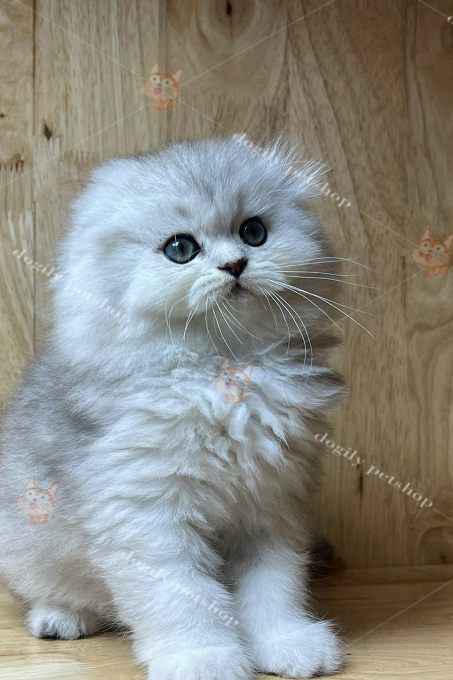 Mèo lông dài tai cụp màu silver