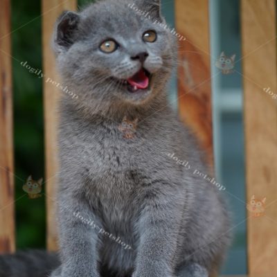 Mèo Xám xanh tai cụp 3 tháng tuổi