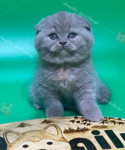 Mèo Scottish Fold xám xanh