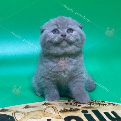 Mèo tai cụp Scottish xám xanh 3 tháng tuổi