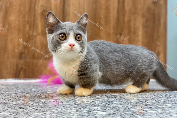 Mèo Munchkin màu bicolor kích thước "ôm thảm" với đôi chân cực ngắn