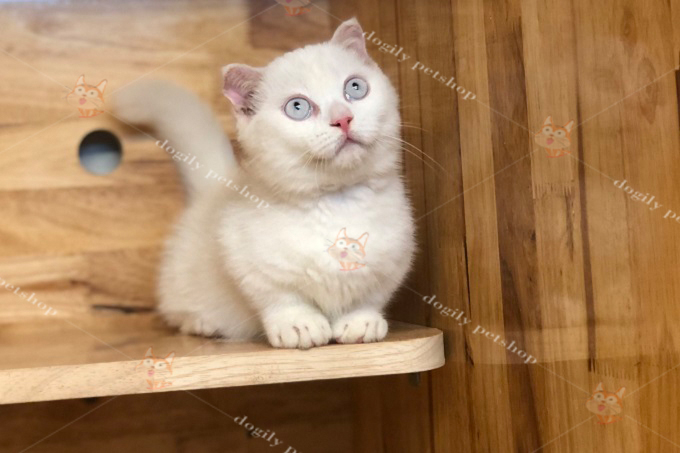 Một bé mèo Munchkin trắng tai thẳng, mũi hồng tại Dogily Petshop
