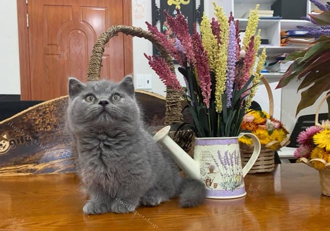 Mèo munchkin màu xám xanh 2 tháng tuổi