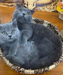 Mèo Munchkin lông màu xám xanh 2 & 5 tháng tuổi ngày nay của trại mèo Dogily Cattery.