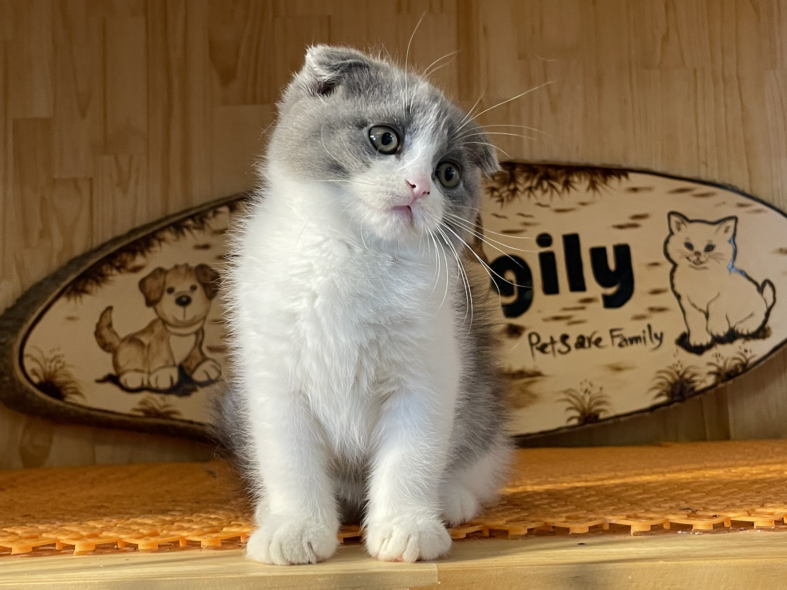 Giá bán của một bé mèo tai cụp màu bicolor