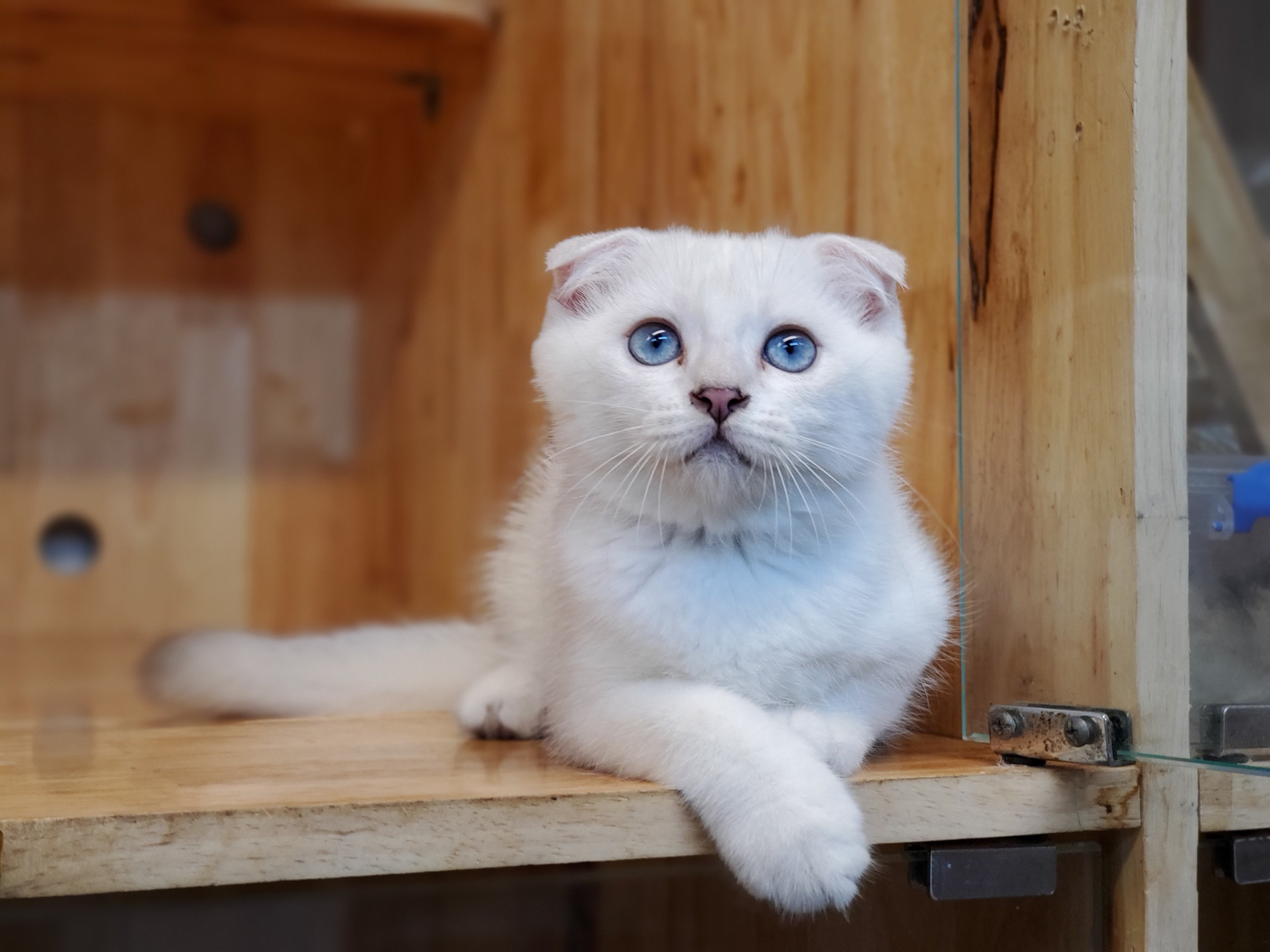 mèo Scottish Fold tai cụp màu silver mắt xanh