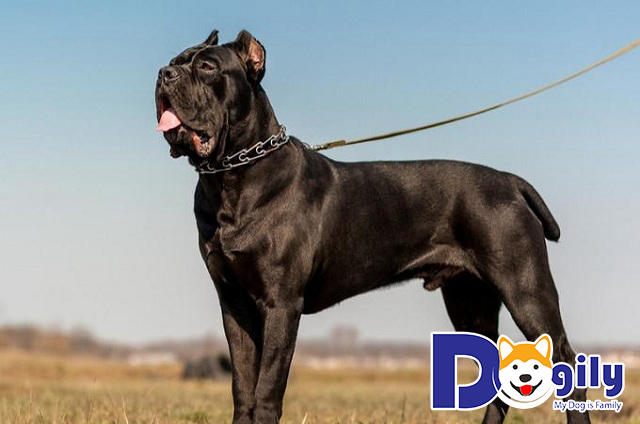 Chó Cane Corso có cơ thể rắn chắc, khỏe mạnh và cực kỳ nhanh nhẹn