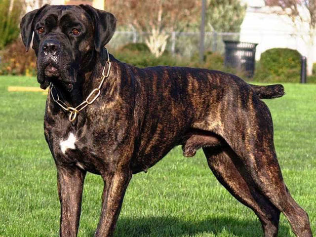 Chó Ngao Ý có khuôn mặt hài hòa, phần mõm rất sâu và rộng