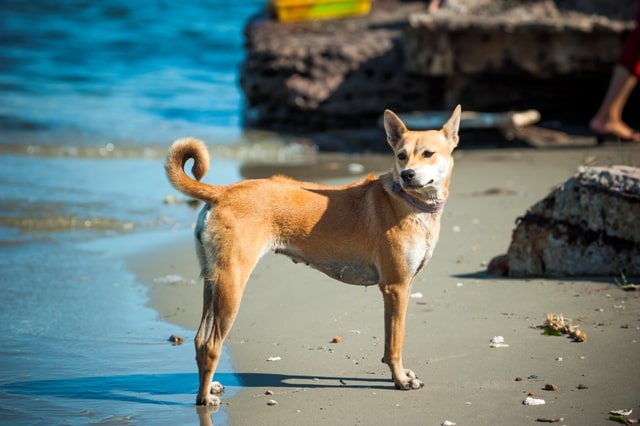 Tiêu chuẩn chó Phú Quốc được xem xét qua tính cách và trí thông minh