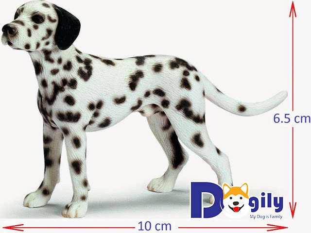 Chấm điểm những tiêu chuẩn cơ bản cho chó Đốm Dalmatian