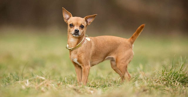 Chihuahua tương đối nghịch ngợm