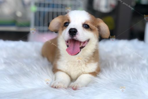 Chó Corgi vàng trắng thuần chủng 2 tháng tuổi
