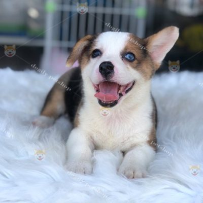 Chó Corgi tricolor 2 màu mắt 2 tháng tuổi