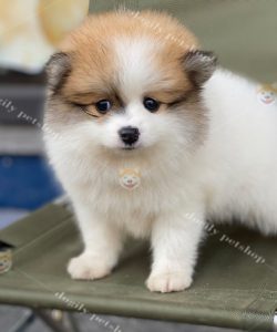 Chó Pomeranian màu party 2 tháng tuổi