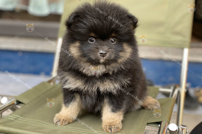 Chó Phốc sóc Pomeranian màu Black tan