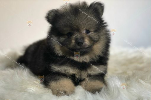 Chó Phốc sóc Pomeranian màu black tan