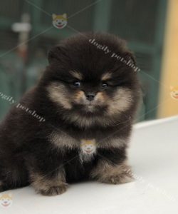 Chó Pomeranian black ta 2 tháng tuổi