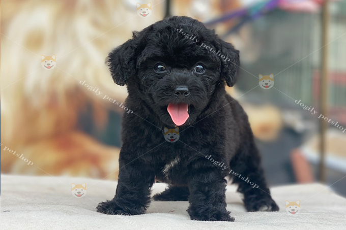 Chó Poodle màu đen 2 tháng tuổi