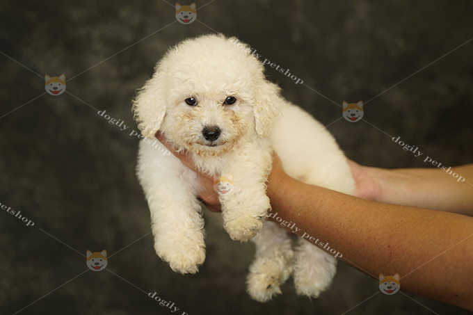 Chó Poodle màu kem 2 tháng tuổi