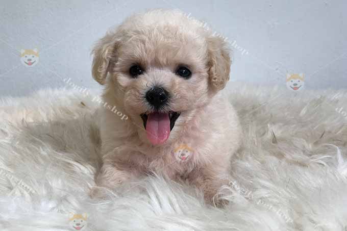 Chó Poodle tiny màu kem trắng