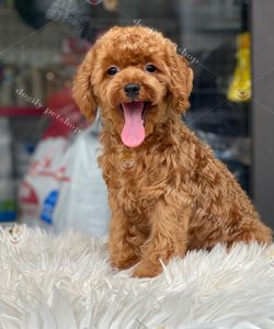 Chó Poodle tiny 3 tháng tuổi màu nâu đỏ
