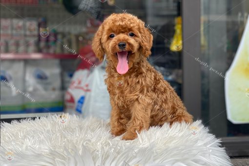 Chó Poodle tiny 3 tháng tuổi màu nâu đỏ