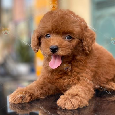 Chó Poodle tiny màu nâu đỏ 2 tháng tuổi
