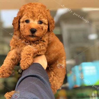 Chó Poodle Tiny màu nâu đỏ 2 tháng tuổi
