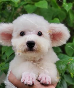 Chó poodle tiny tai bướm màu trắng 2 tháng tuổi