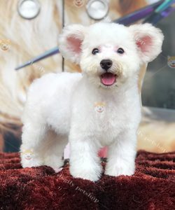 Chó Poodle tiny tai bướm màu trắng 2 tháng tuổi