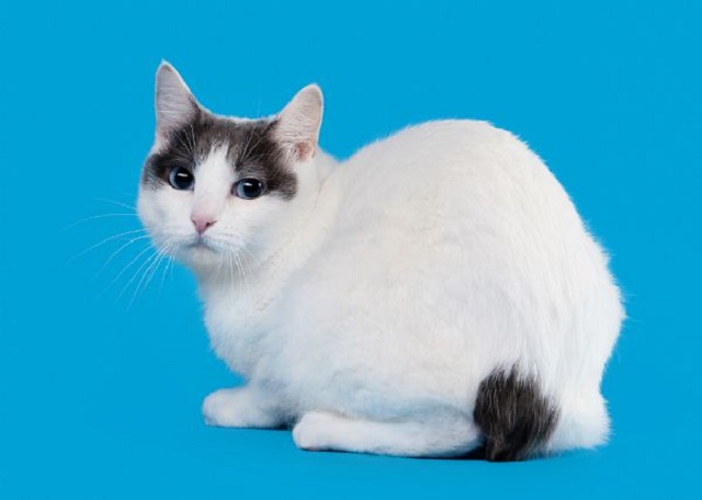 Chú mèo có cái đuôi cộc lốc độc nhất vô nhị