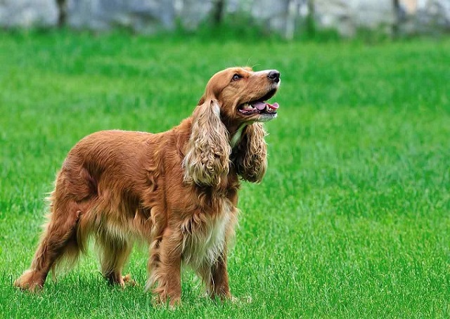 Cocker Spaniel thuộc top 100 giống chó thông minh nhất thế giới 