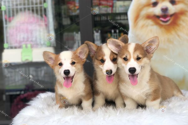 Những chú chó Corgi tại trang trại Dogily Kennel tại Đà Lạt, Hà Nội, TP. HCM đều được chăm sóc cẩn thận với rất nhiều tình yêu thương.