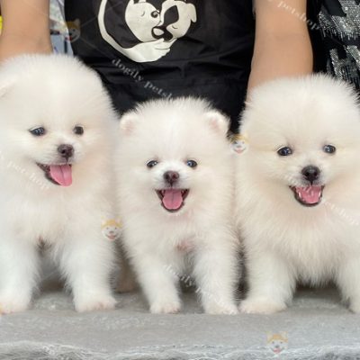 Đàn 3 chó phốc sóc màu trắng 2 tháng tuổi