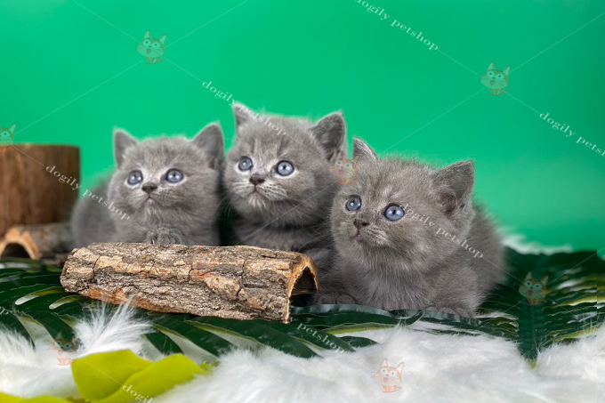 Đàn 3 mèo Anh lông ngắn màu xám xanh 2 tháng tuổi