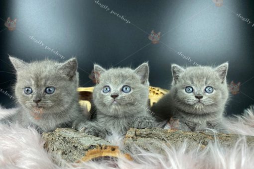 Đàn 3 mèo Anh Lông ngắn màu xám xanh 2 tháng tuổi