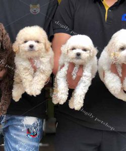 Đàn 4 chó Poodle tiny màu kem trắng và socola 2 tháng tuổi thuần chủng