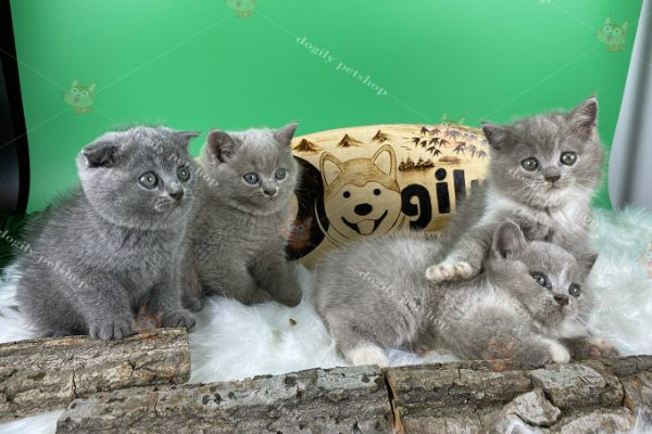 Đàn 4 mèo màu xám xanh 2 tháng tuổi