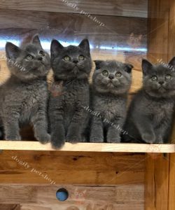 Đàn 4 mèo màu xám xanh