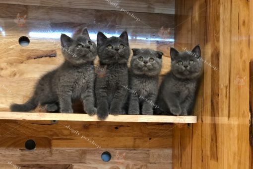 Đàn 4 mèo màu xám xanh