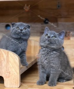 đôi mèo màu xám tro