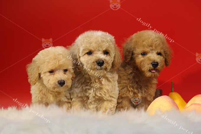 Đàn 3 chó Poodle tiny màu vàng mơ 2 tháng tuổi