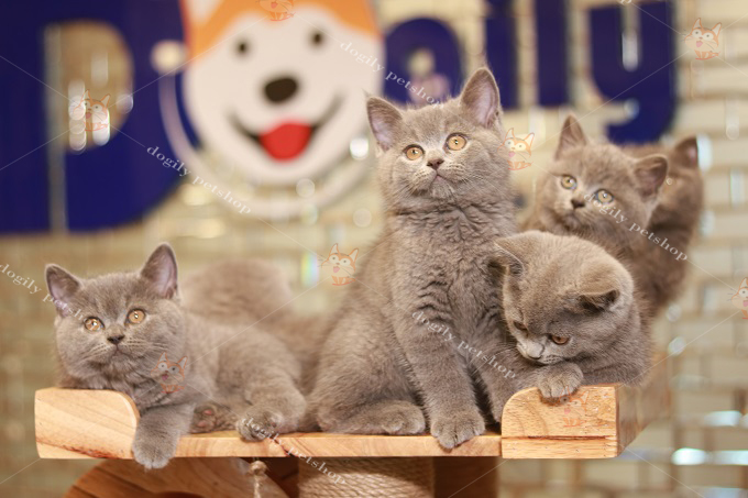 Đàn mèo Anh lông ngắn mặt bánh bao màu xám xanh tại Dogily Petshop