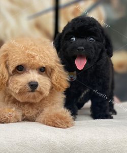 Đôi chó Poodle tiny màu đen và vàng mơ
