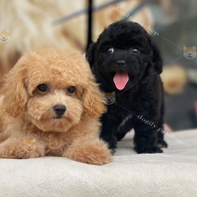 Đôi chó Poodle tiny màu đen và vàng mơ