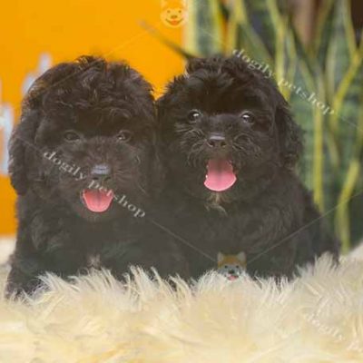 Đôi chó Poodle tiny màu đen tuyền 2 tháng tuổi