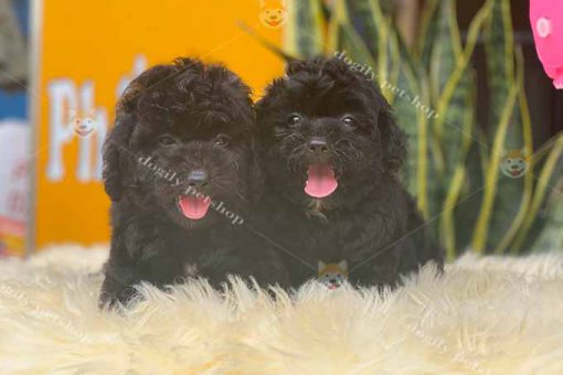 Đôi chó Poodle tiny màu đen tuyền 2 tháng tuổi